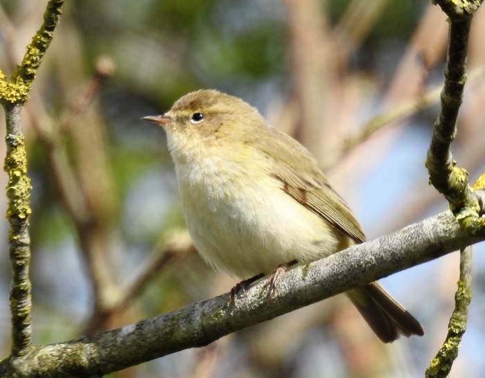 Chiffchaff