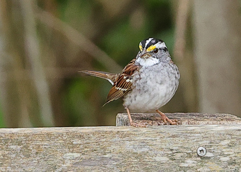 White-throated Sparrow