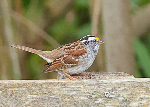 White-throated Sparrow