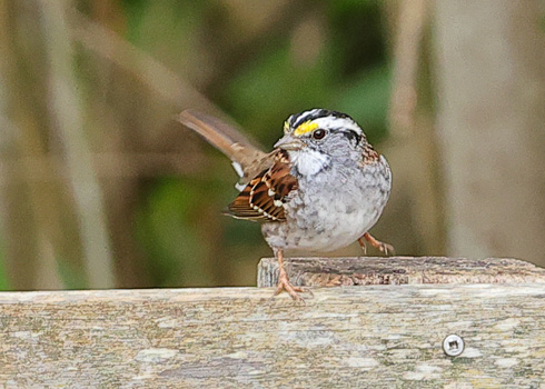 White-throated Sparrow