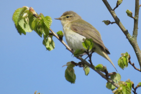 Chiffchaff