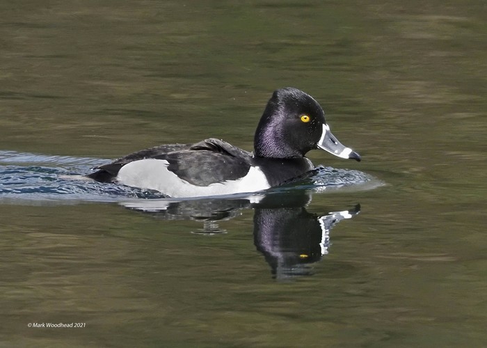 Ring-necked Duck