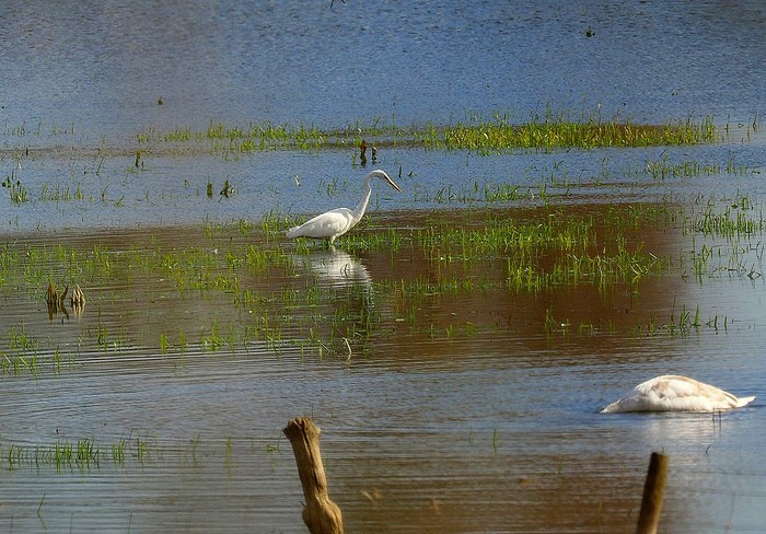 Great White Egret