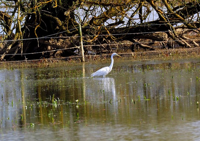 Great White Egret