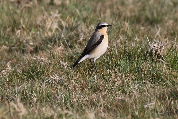 Wheatear
