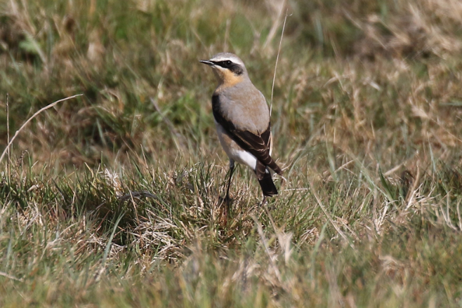 Wheatear
