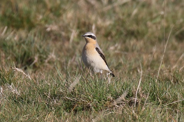 Wheatear