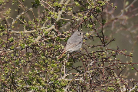 Black Redstart