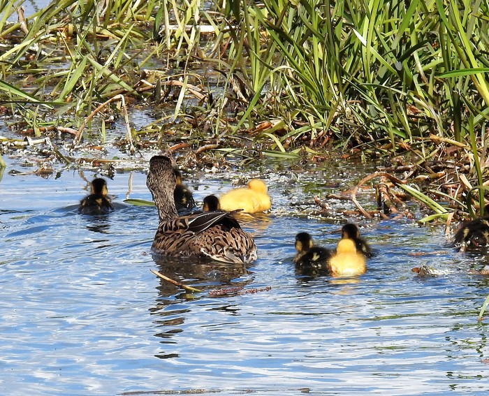 Mallard