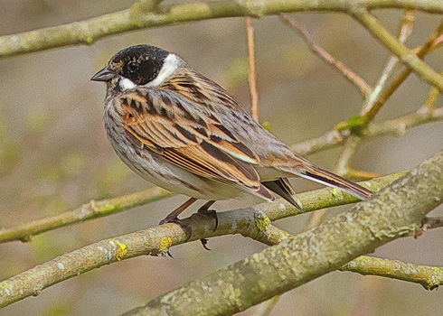 Reed Bunting