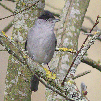 Blackcap