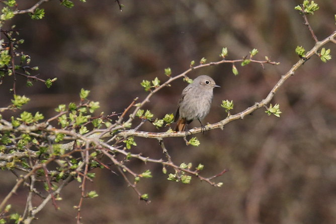 Black Redstart