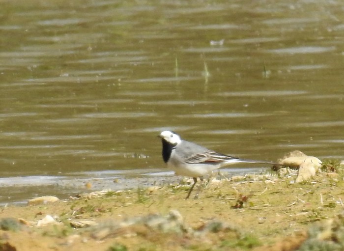 White Wagtail