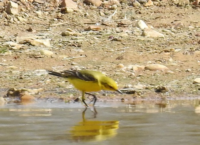 Yellow Wagtail