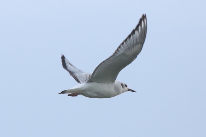 Bonaparte's Gull