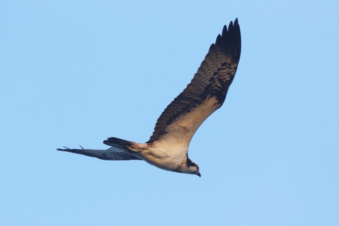 Osprey