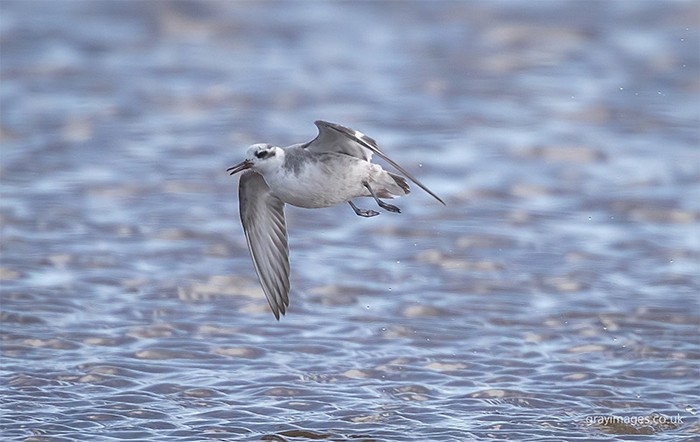 Grey Phalarope