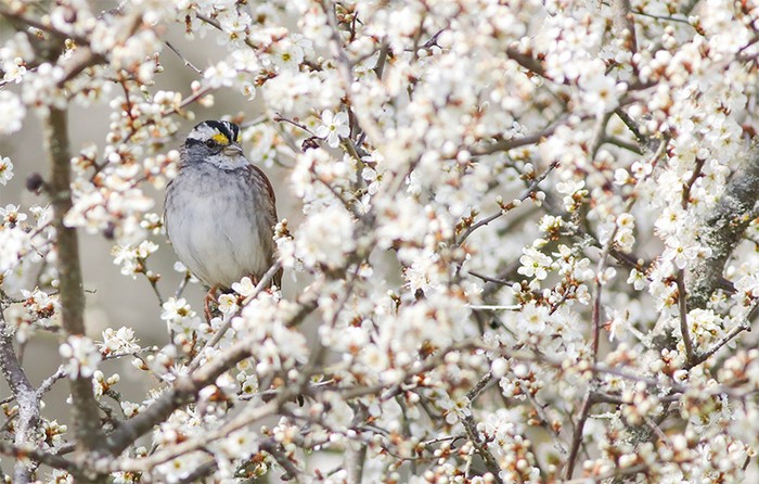 White-throated Sparrow
