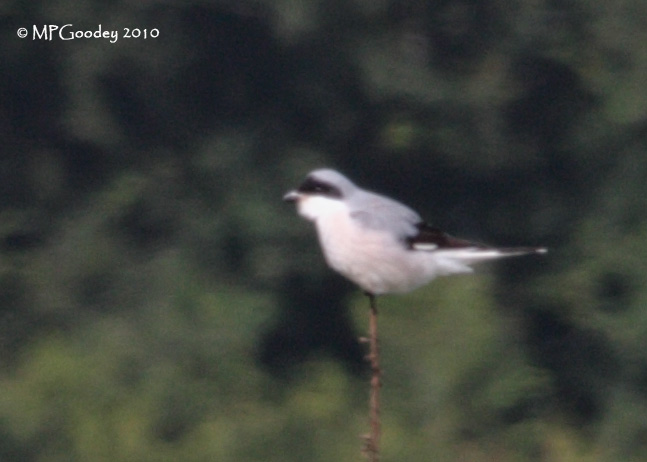 Lesser Grey Shrike