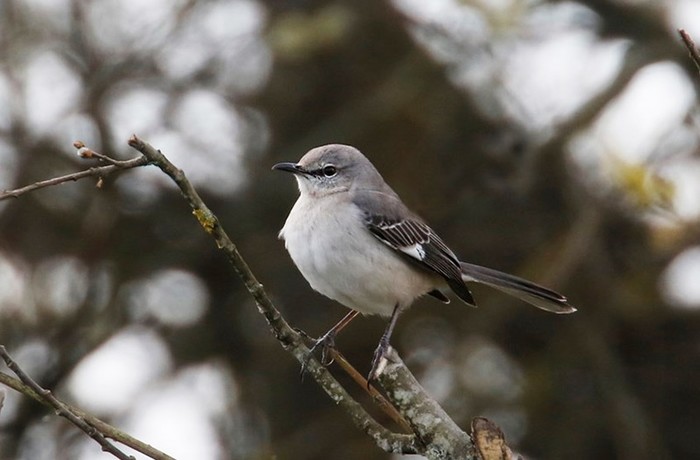 Northern Mockingbird