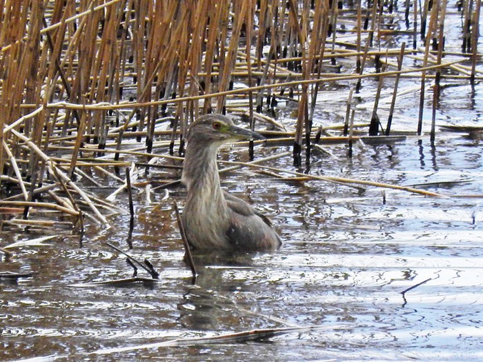 Night Heron