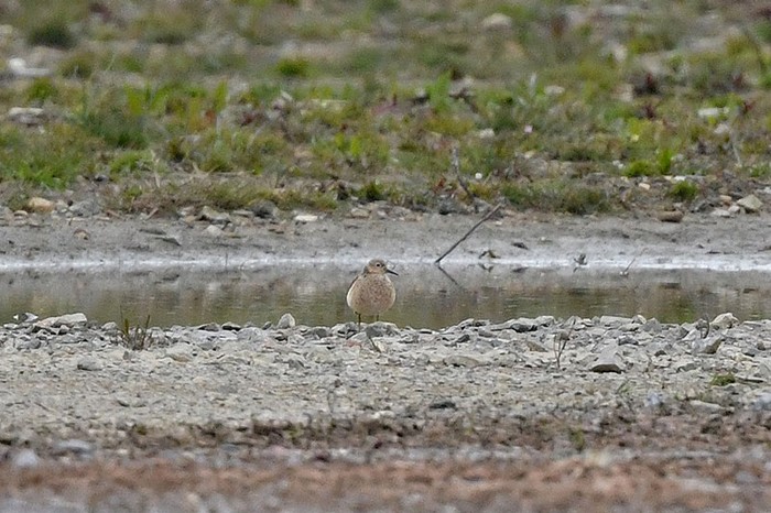 Buff-breasted Sandpiper
