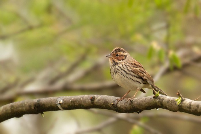 Little Bunting