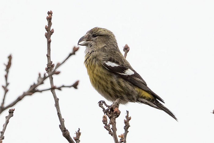 Two-barred Crossbill
