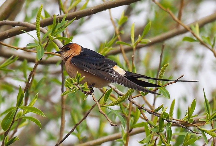 Red-rumped Swallow