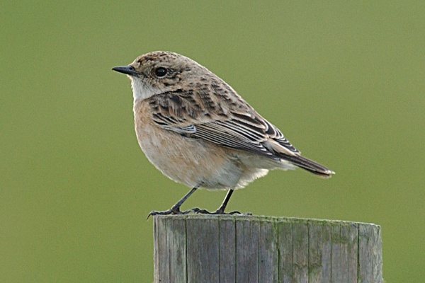 Siberian Stonechat