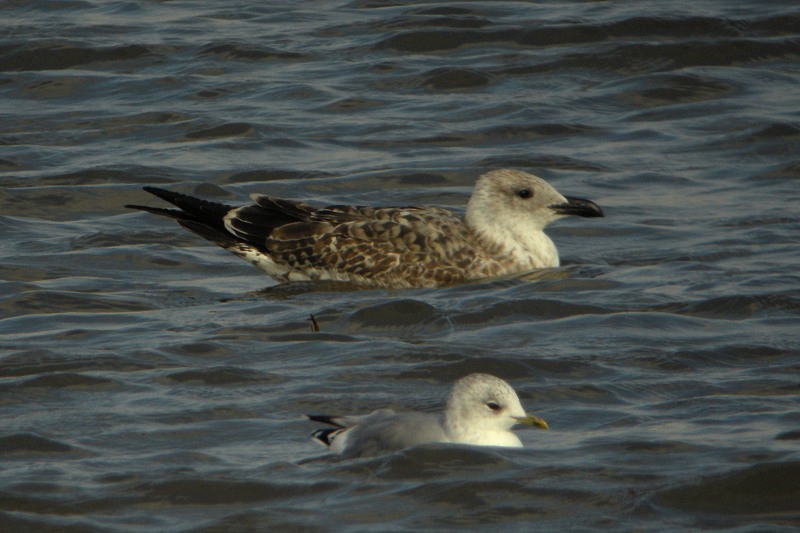 Yellow-legged Gull