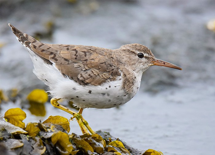 Spotted Sandpiper