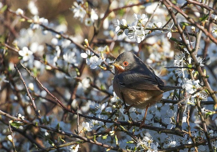 Western Subalpine Warbler