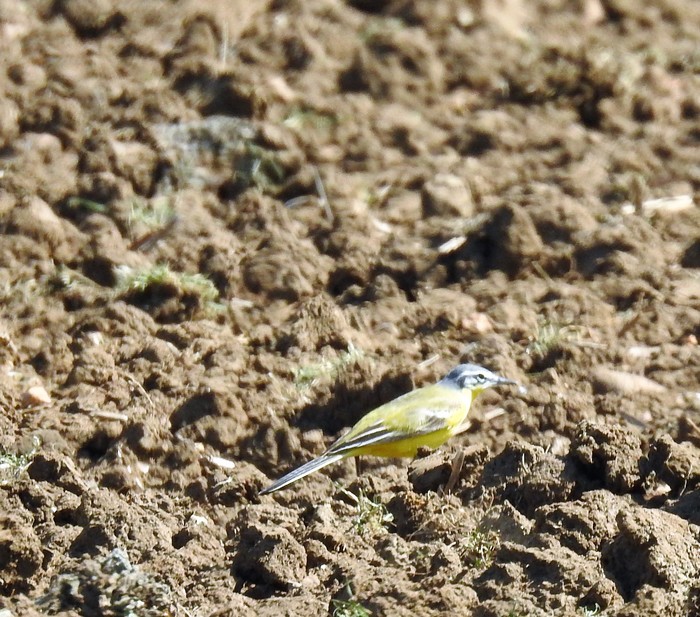 Blue-headed Wagtail