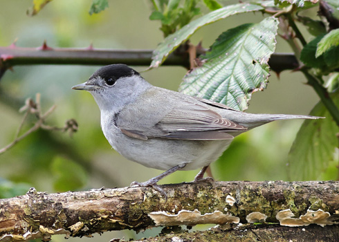 Blackcap