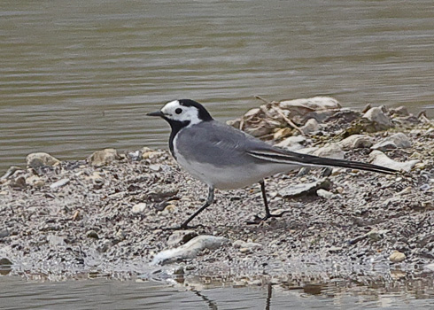 White Wagtail