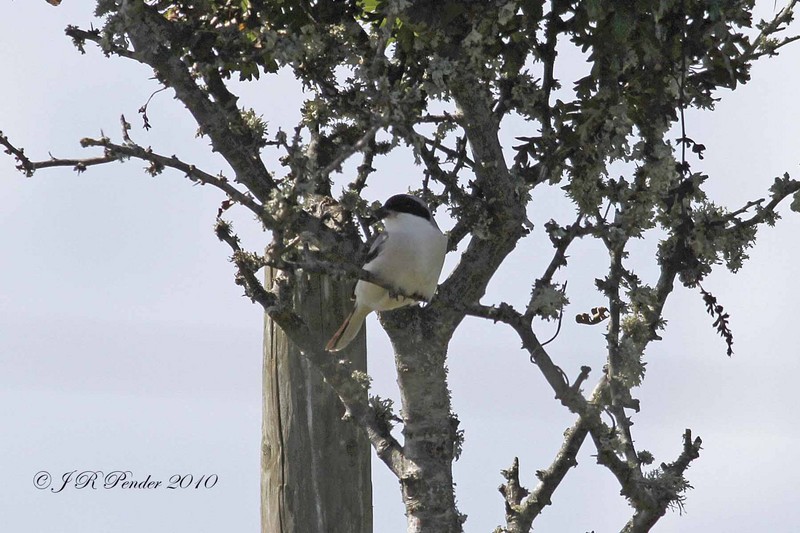 Lesser Grey Shrike