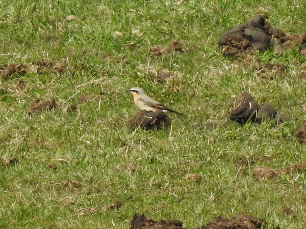 Wheatear