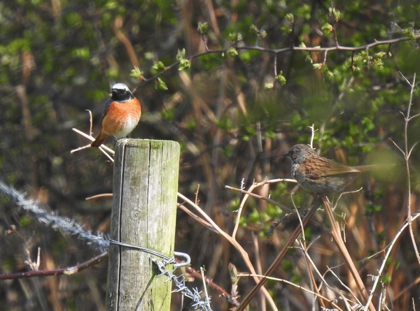 Redstart