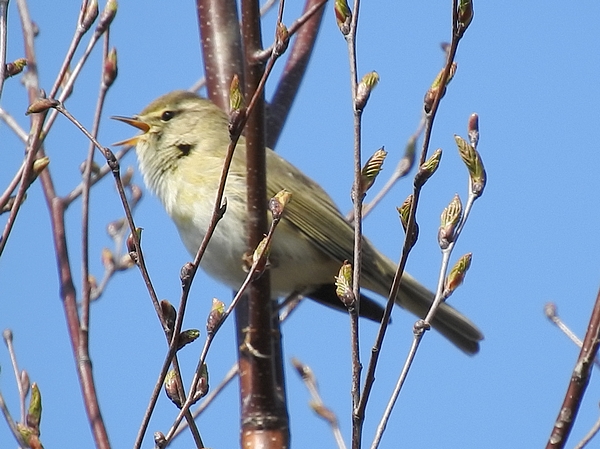 Willow Warbler