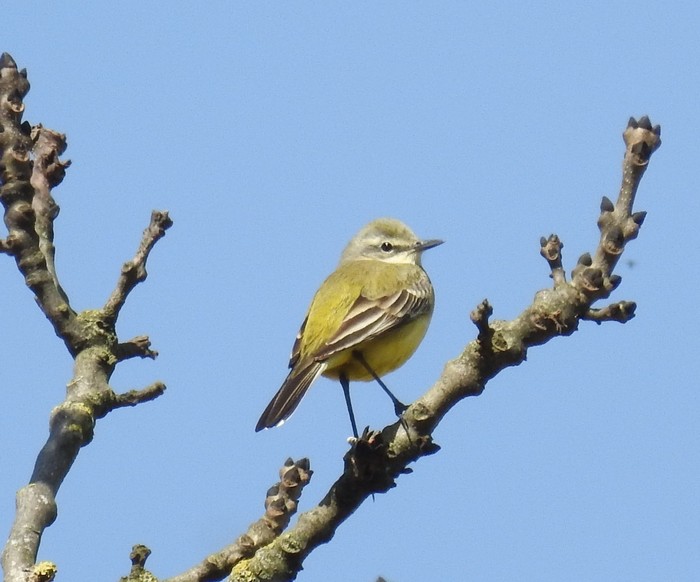 Yellow Wagtail