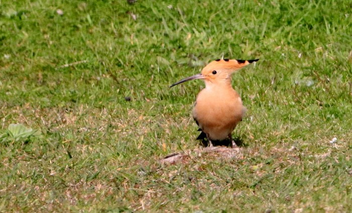 Hoopoe