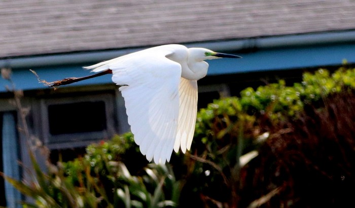 Great White Egret