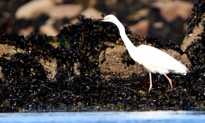 Great White Egret