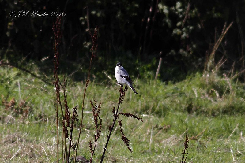 Lesser Grey Shrike