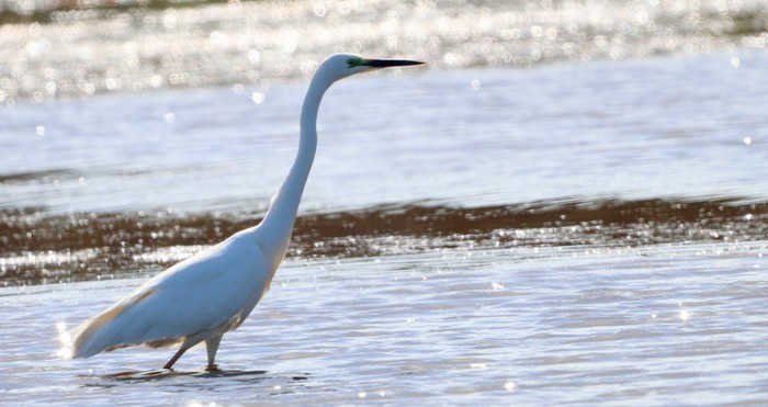 Great White Egret