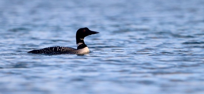 Great Northern Diver