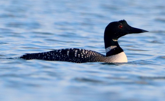 Great Northern Diver