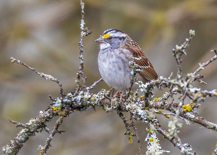 White-throated Sparrow