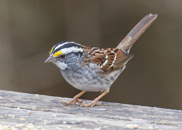 White-throated Sparrow